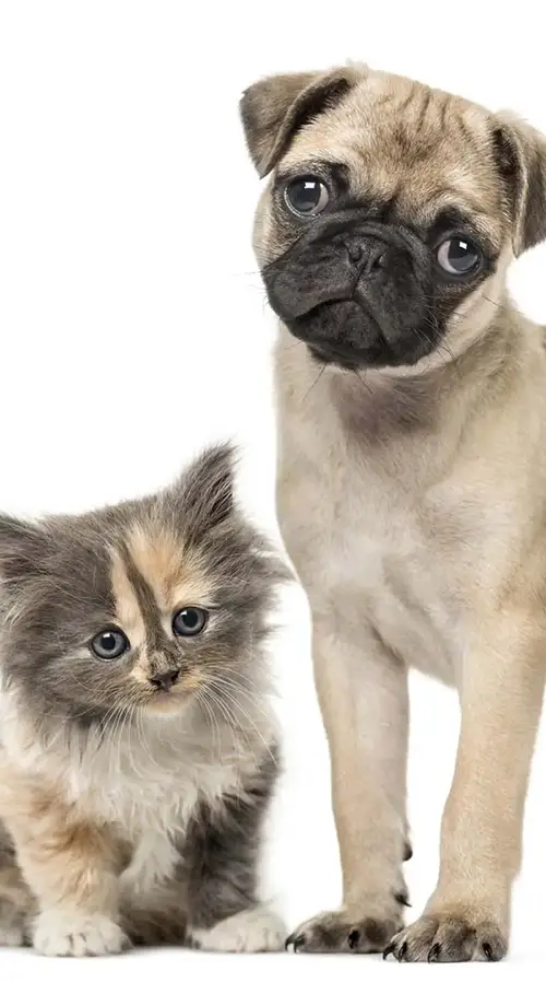 Small kitten and pug standing over a white studio backdrop