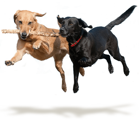 A brown dog and a black dog jumping up with a stick in their mouths, over a white studio backdrop.