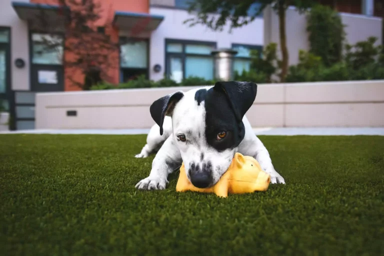 How Do I Know If My Dog Will Do Well at Daycare?