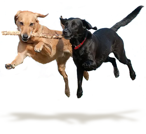 A brown dog and a black dog jumping up with a stick in their mouths, over a white studio backdrop