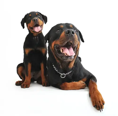 Two Rottweiler's sitting on a white studio backdrop