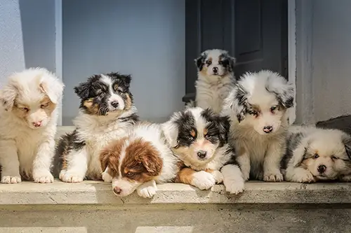A group of puppies
