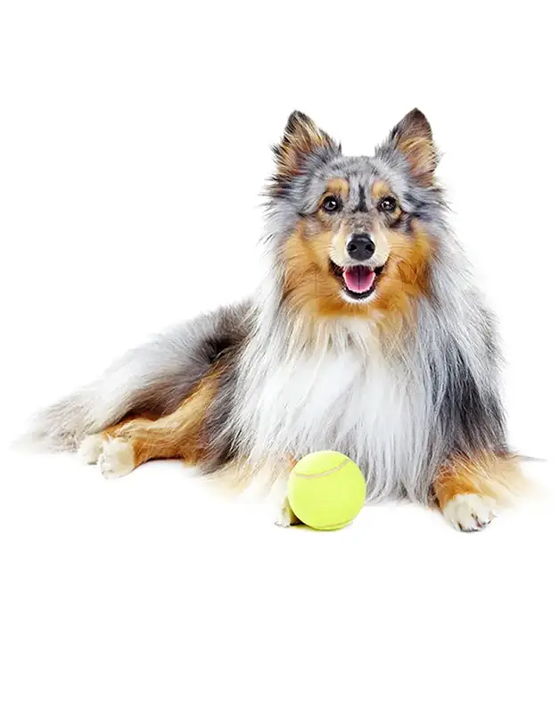 Collie dog laying down on a white studio backdrop with a tennis ball