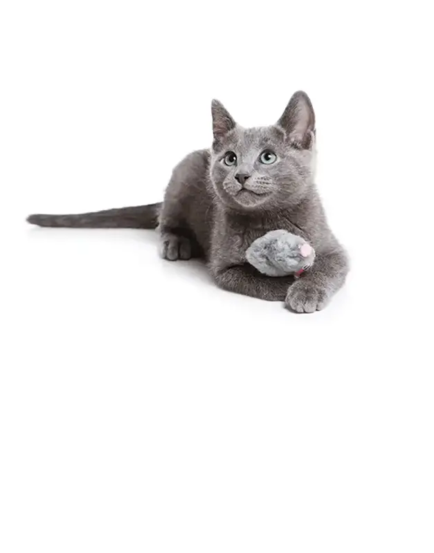 Gray cat laying on a white studio backdrop with a toy