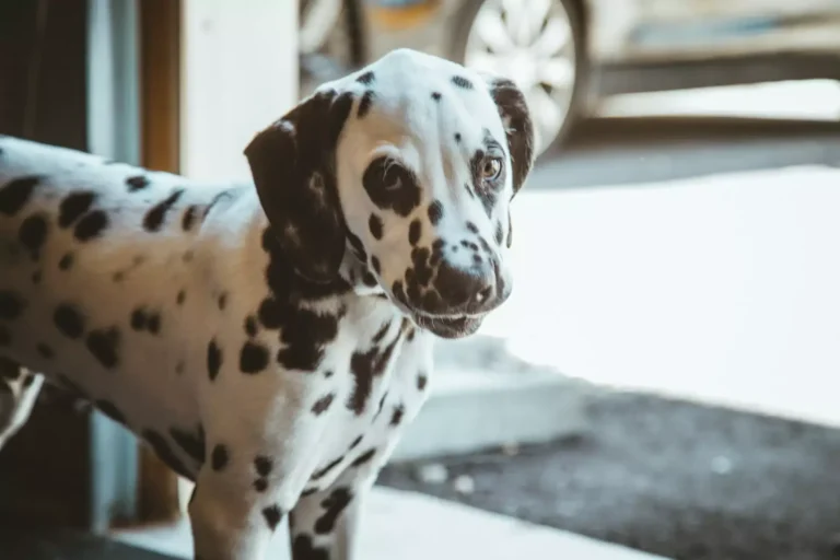 Times To Board Your Pet