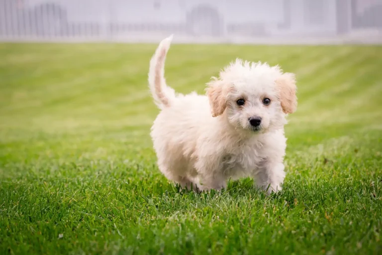 Getting Ahead Of Holiday Pet Boarding