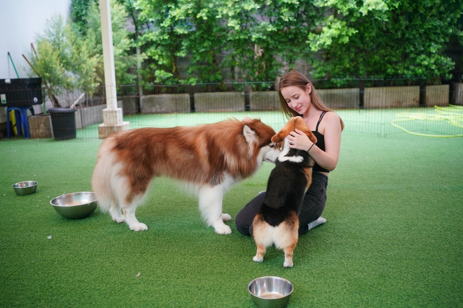 how-to-choose-the-best-boarding-facility-for-your-dog