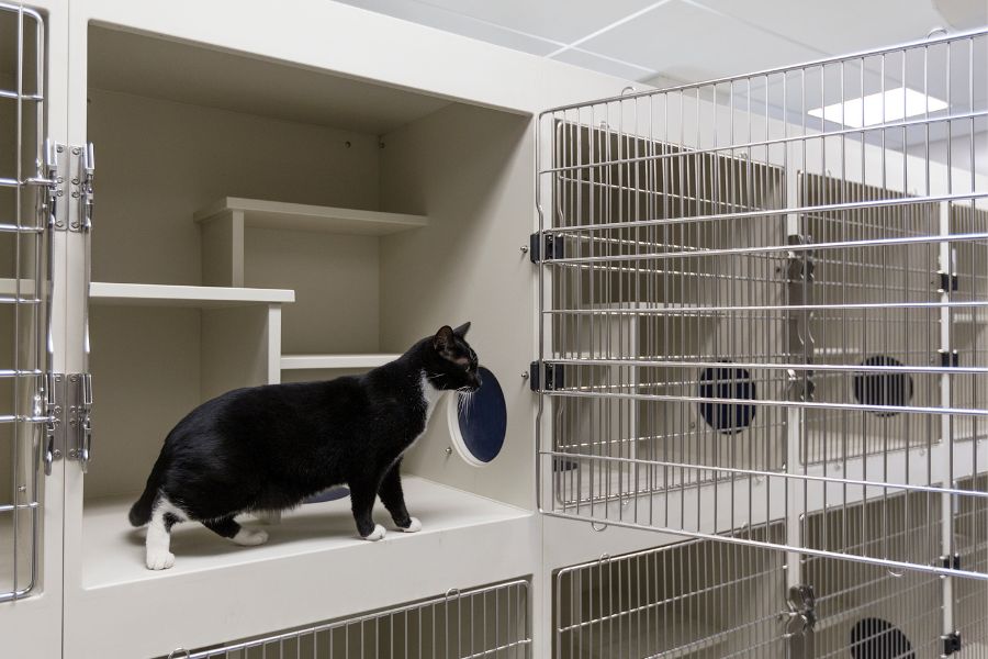 Choosing the Right Cat Boarding Facility