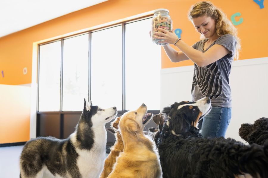 Professional Pet Stays