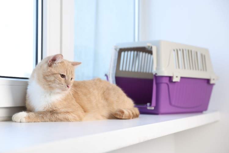 how-to-help-your-cat-adjust-to-a-new-boarding-facility