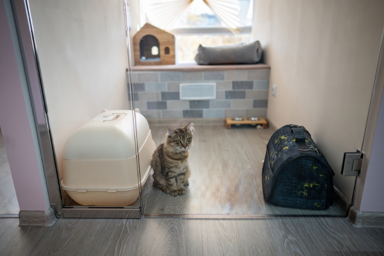 how-to-prepare-your-cat-for-boarding