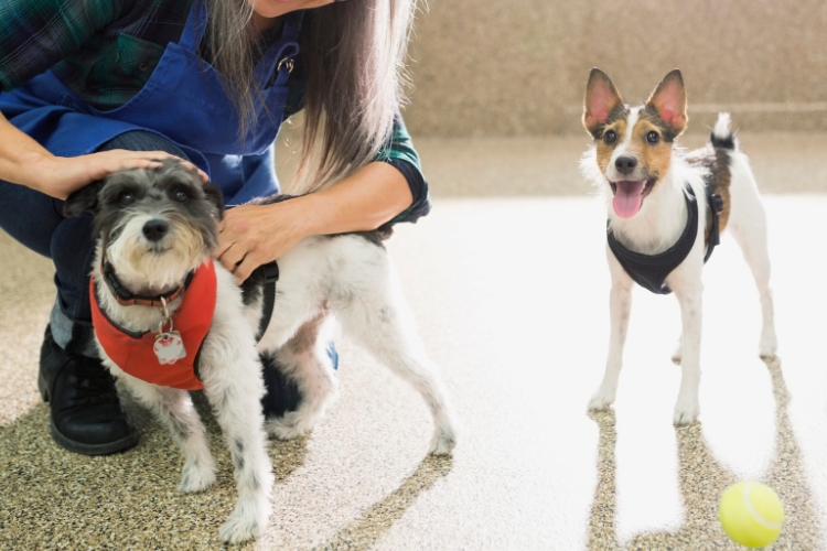 top-benefits-of-doggy-daycare-for-working-pet-parents