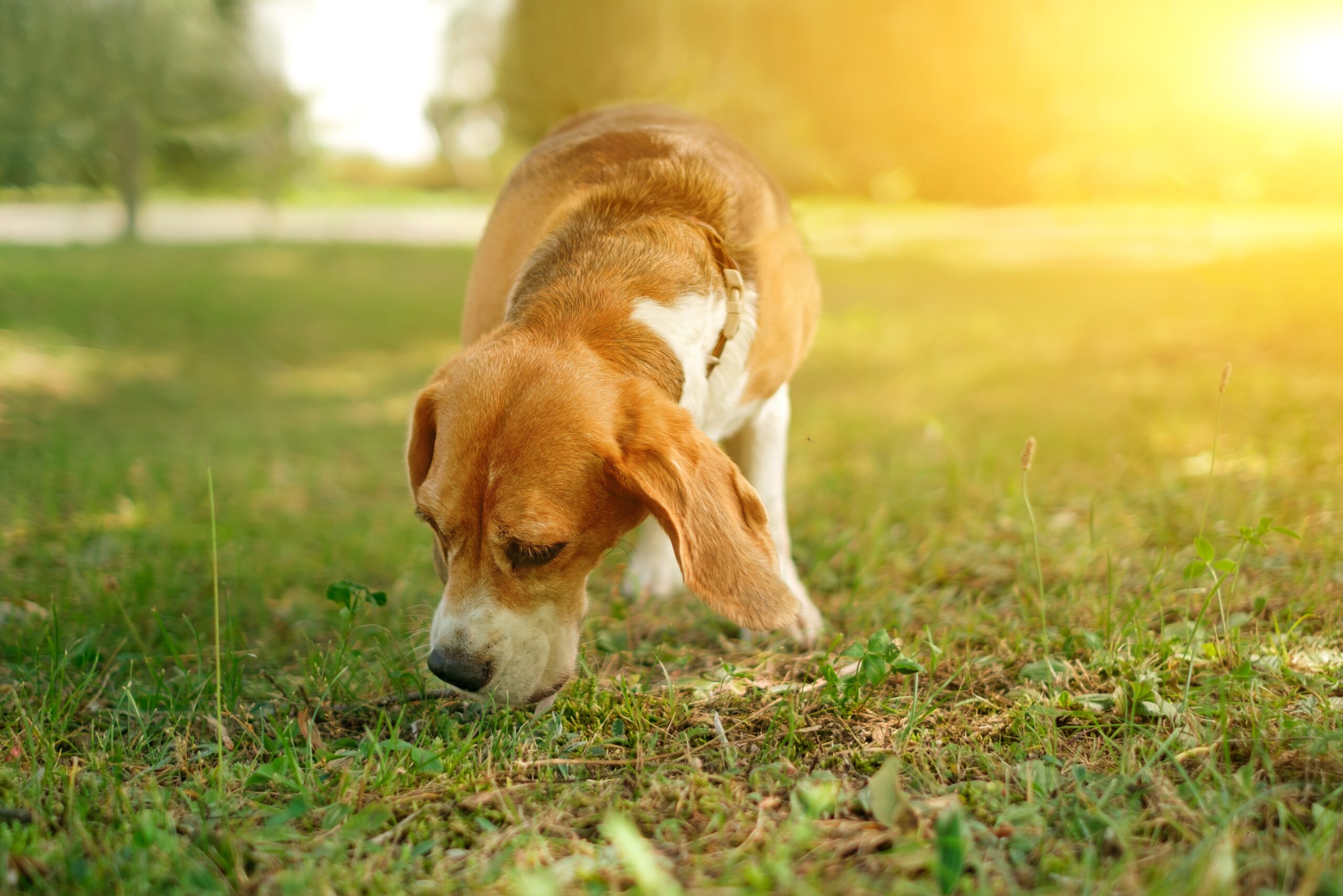 Is Pet Daycare Worth It