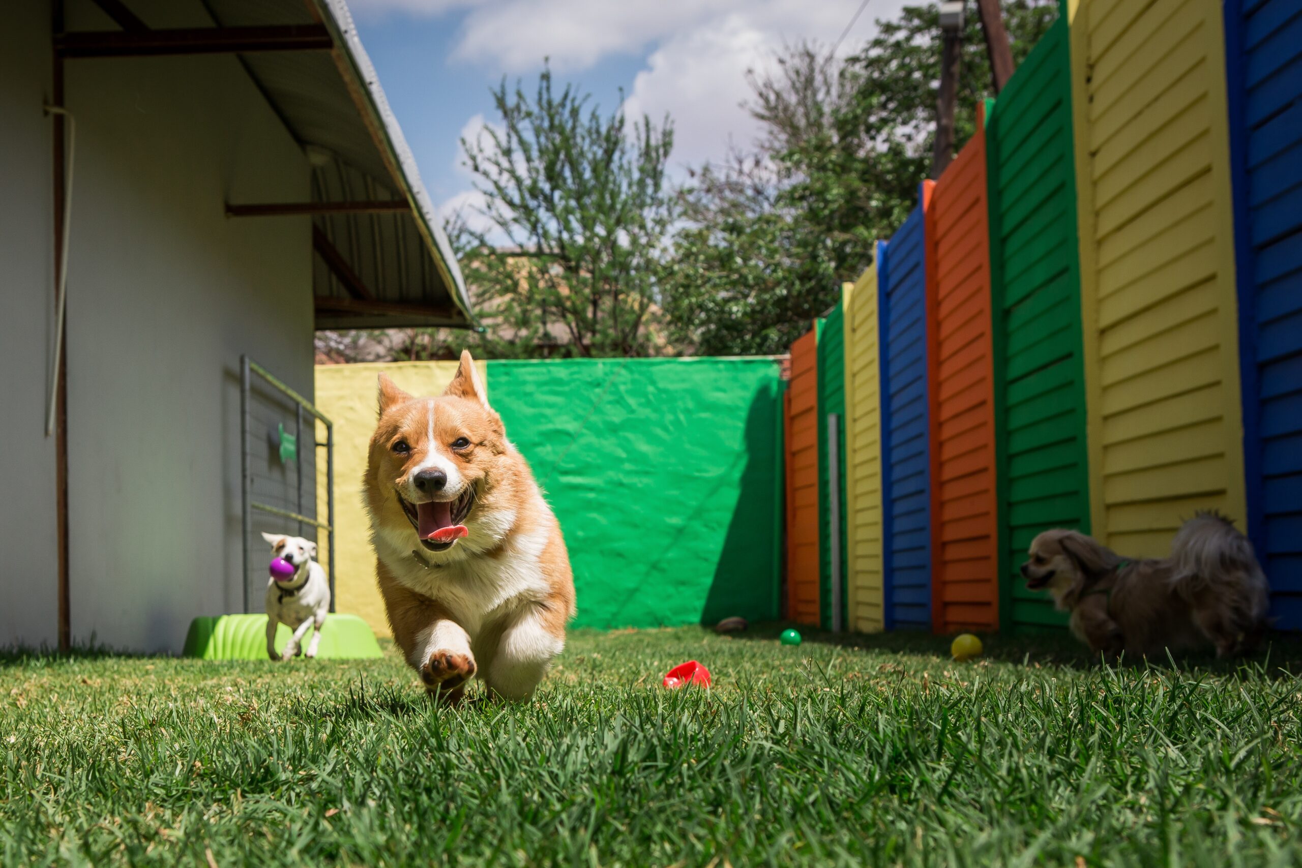 Why Boarding Your Dog at a Facility With On-Site Veterinary Access Is the Safest Choice