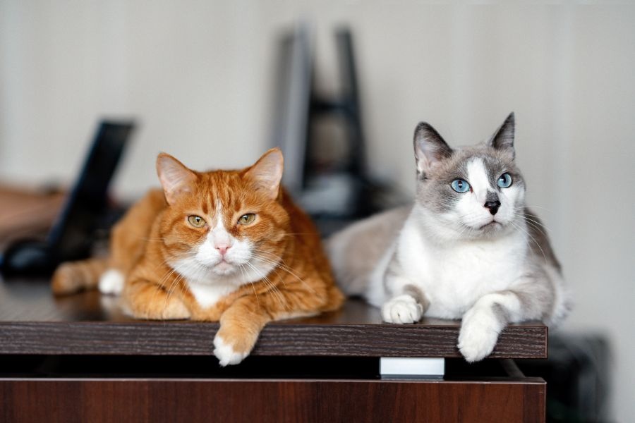 Managing Multi-Cat Households