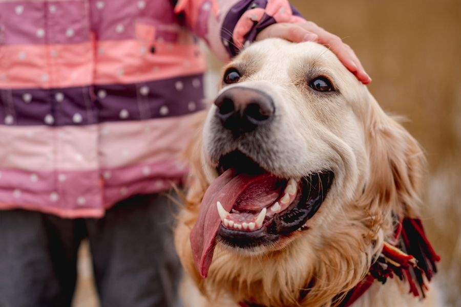 The Role of Enrichment Activities in Modern Dog Boarding