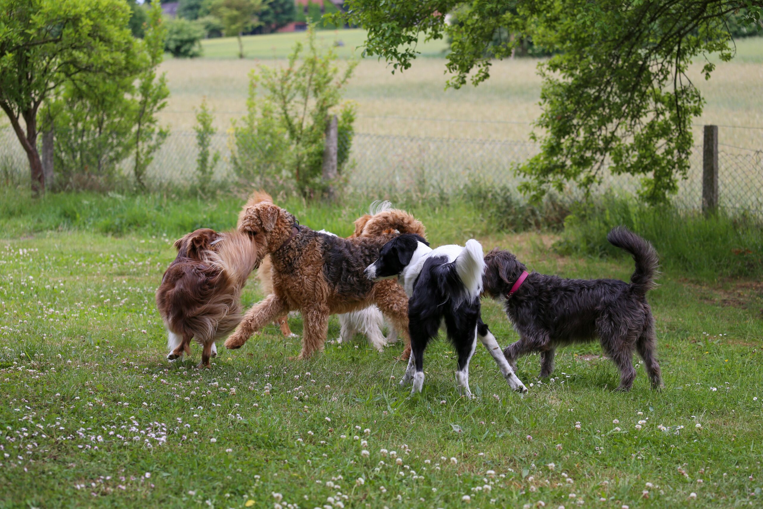 group-dog-day-care-or-individual-routine-scaled.