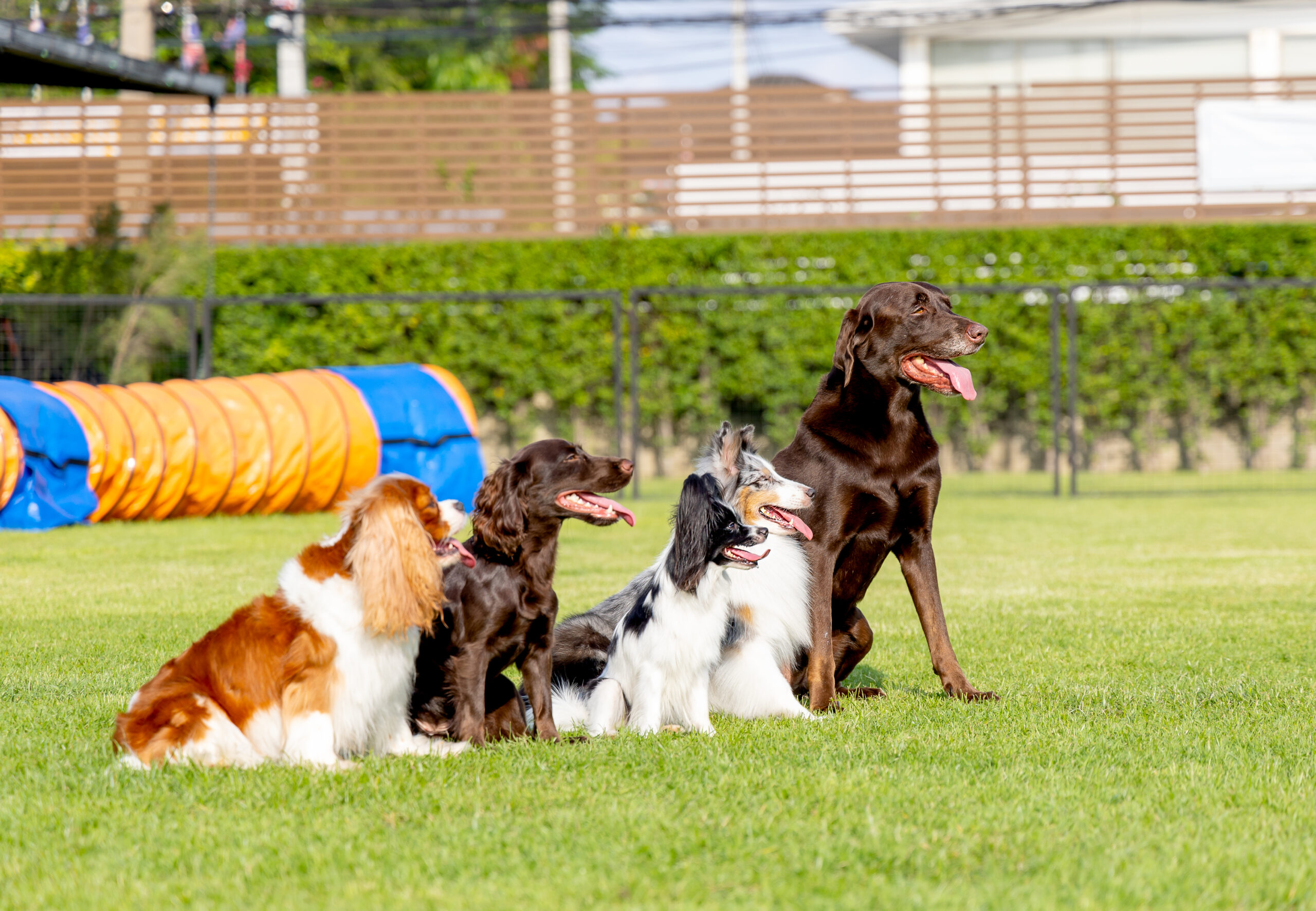 why-dogs-need-quiet-time-at-daycare